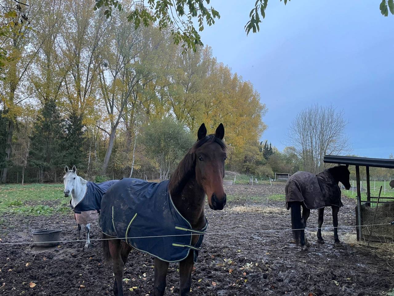 Potro BWP Caballo de Sangre Belga En venta 2024 Bayo por FOREVER D'ARCO TER LINDEN