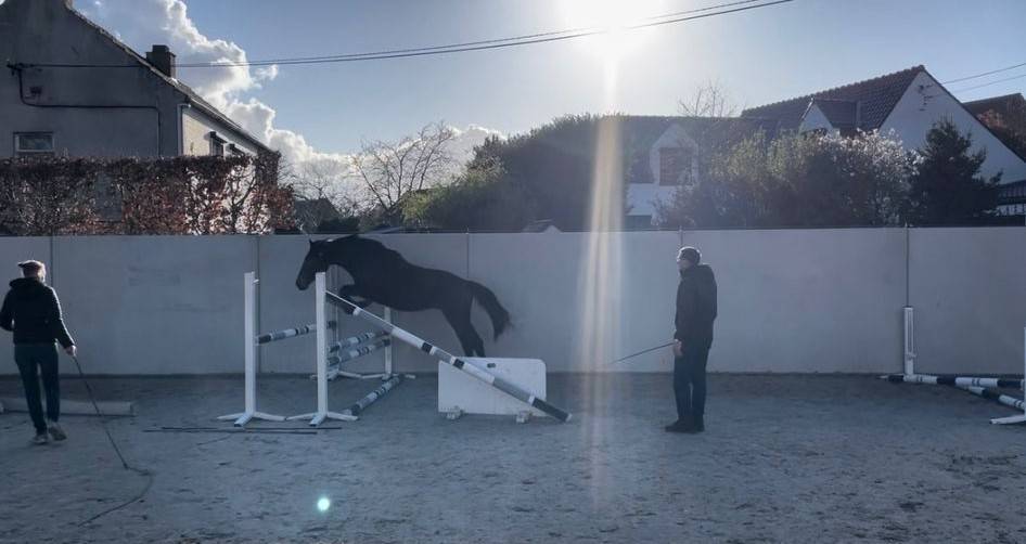 Potro BWP Caballo de Sangre Belga En venta 2024 Bayo por FOREVER D'ARCO TER LINDEN