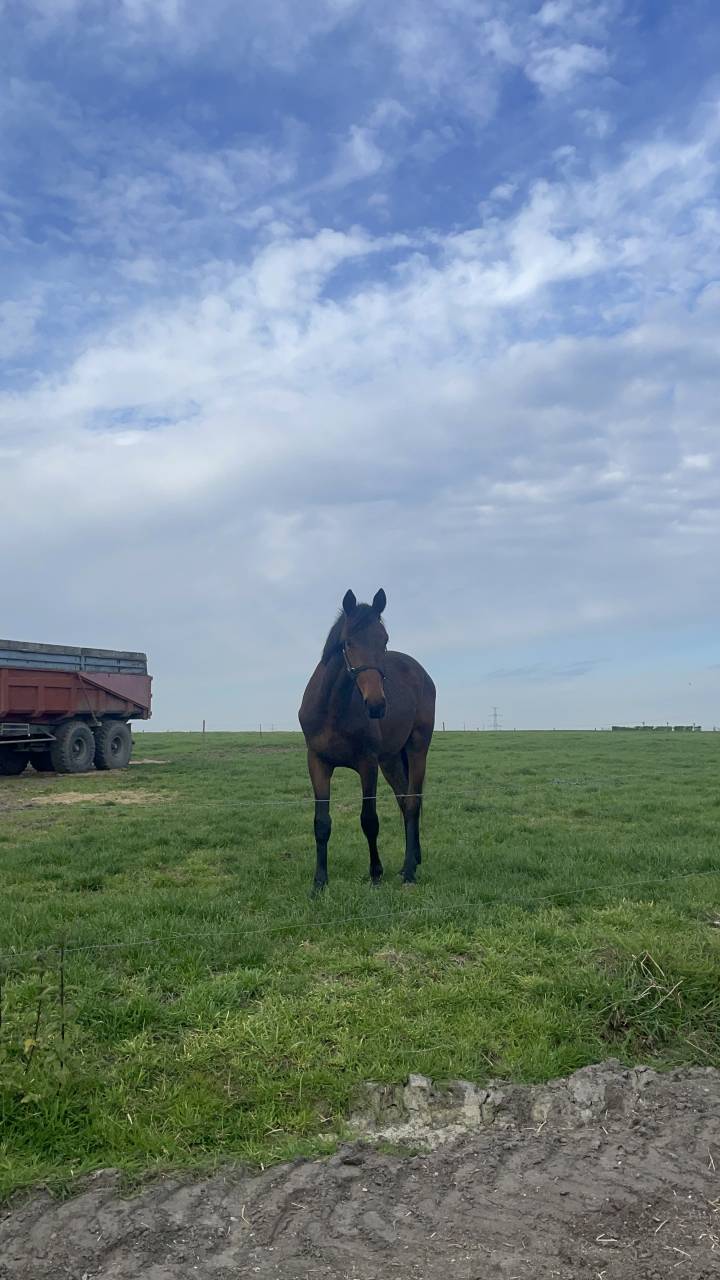 Potro BWP Caballo de Sangre Belga En venta 2024 Bayo por FOREVER D'ARCO TER LINDEN