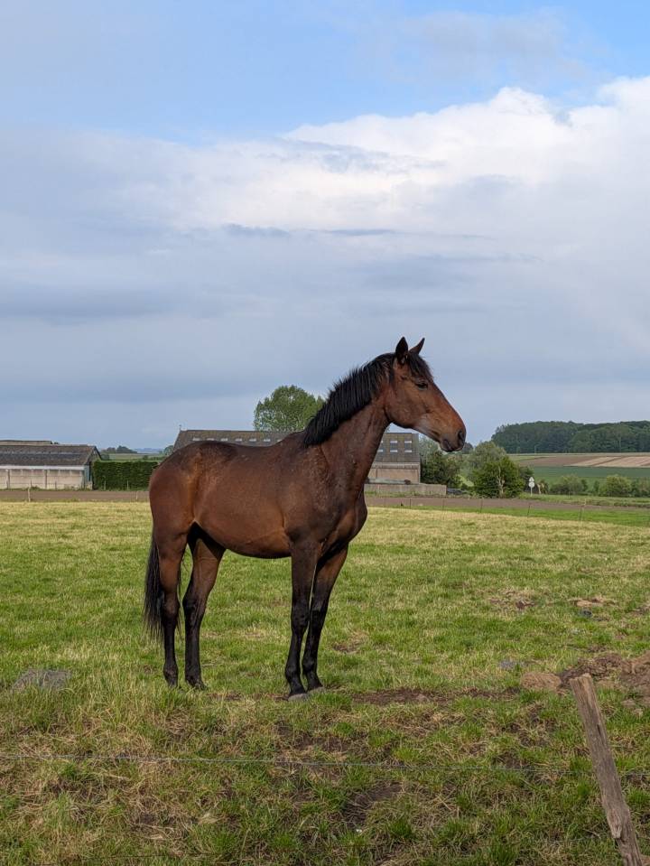 Potro BWP Caballo de Sangre Belga En venta 2024 Bayo por FOREVER D'ARCO TER LINDEN