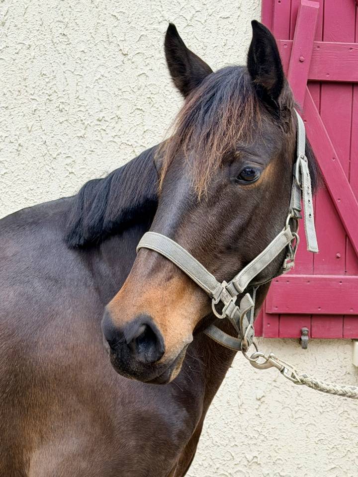 Yegua Origen No Constatado En venta 2022 Bayo