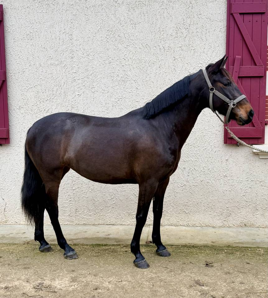 Yegua Origen No Constatado En venta 2022 Bayo