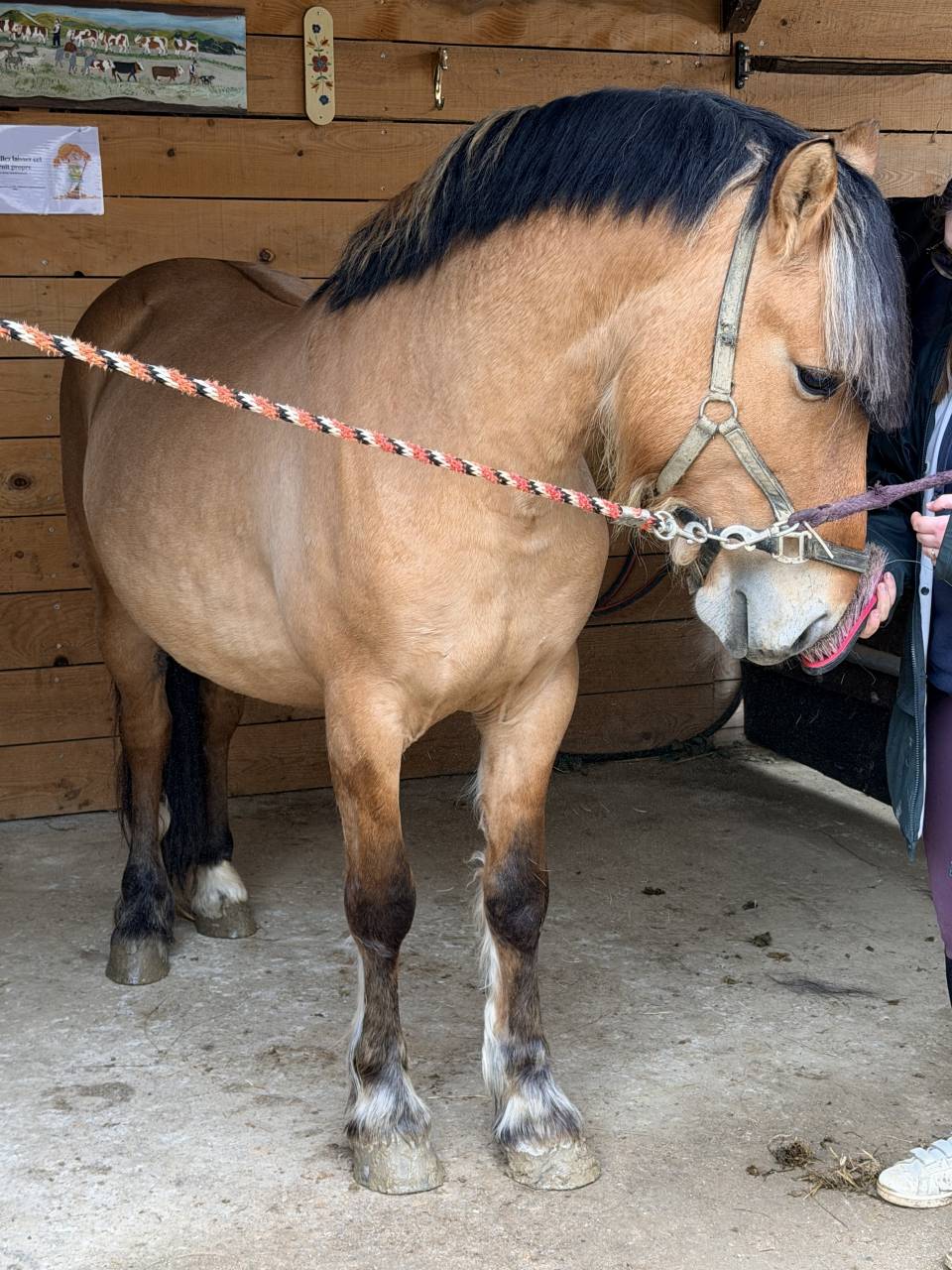 Caballo entero Origen No Constatado En venta 2022 Isabelo