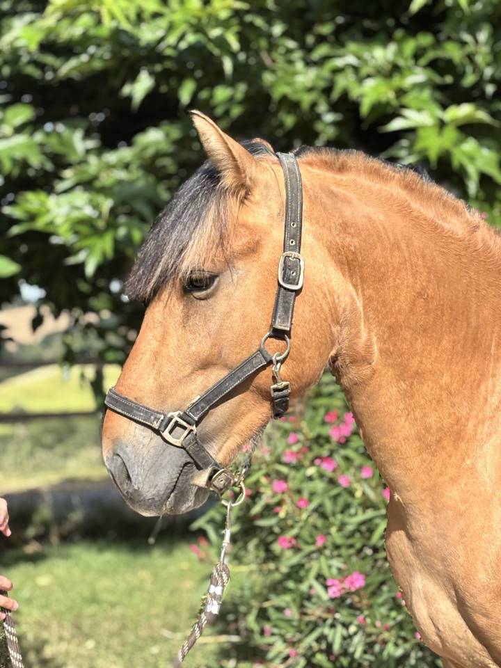 Caballo entero Origen No Constatado En venta 2022 Isabelo