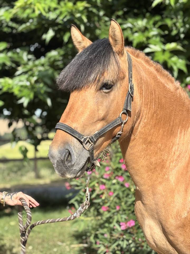 Caballo entero Origen No Constatado En venta 2022 Isabelo