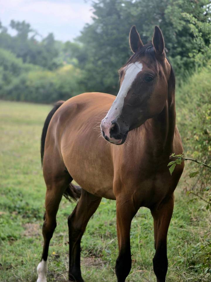 Yegua Trot&oacute;n Franc&eacute;s En venta 2022 Bayo