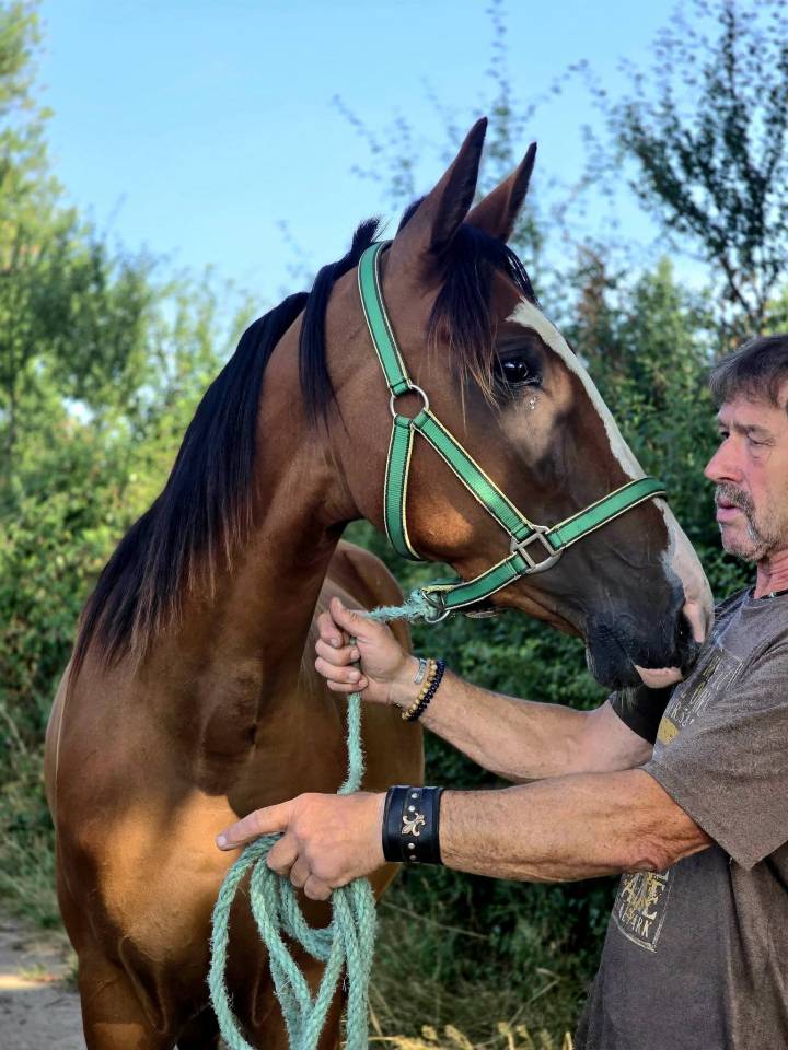 Yegua Trot&oacute;n Franc&eacute;s En venta 2022 Bayo