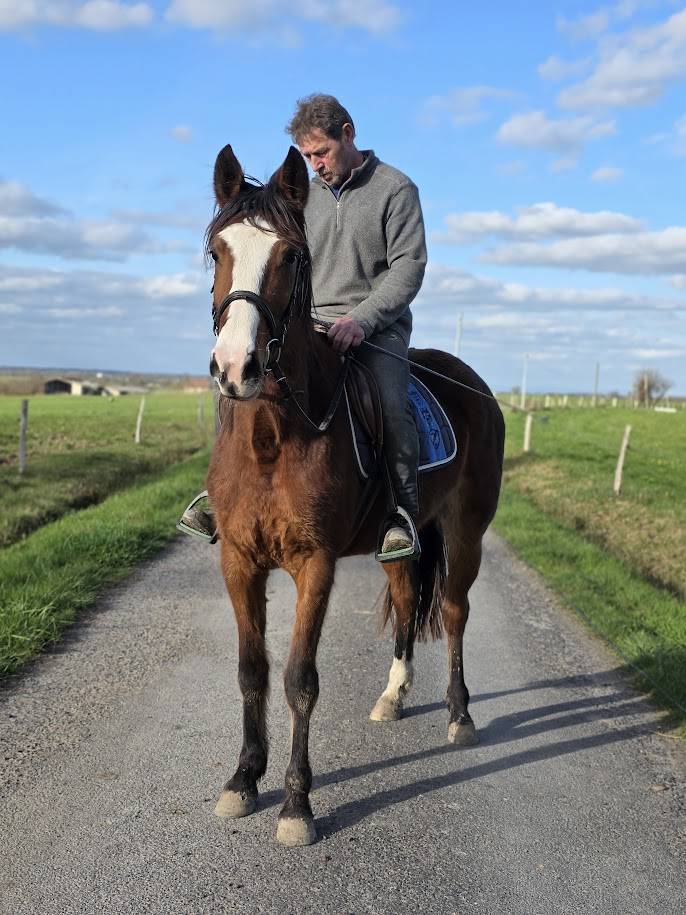 Yegua Trot&oacute;n Franc&eacute;s En venta 2022 Bayo