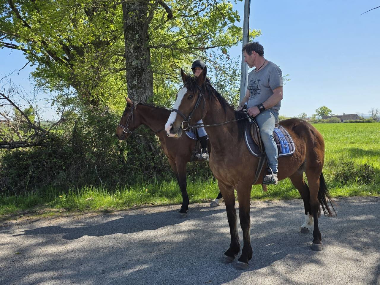 Yegua Trot&oacute;n Franc&eacute;s En venta 2022 Bayo