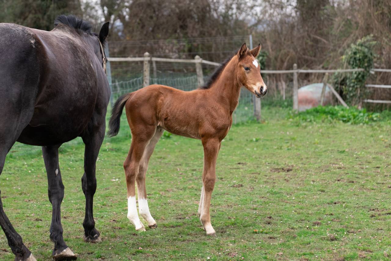 Potro Silla Franc&eacute;s En venta 2026 Bayo por Balou du Reventon