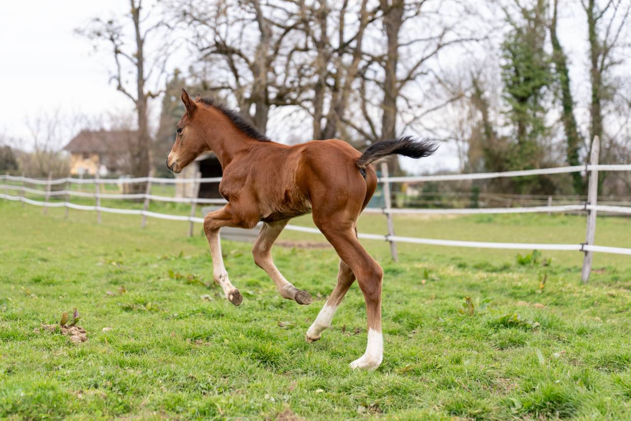 Potro Silla Franc&eacute;s En venta 2026 Bayo por Balou du Reventon