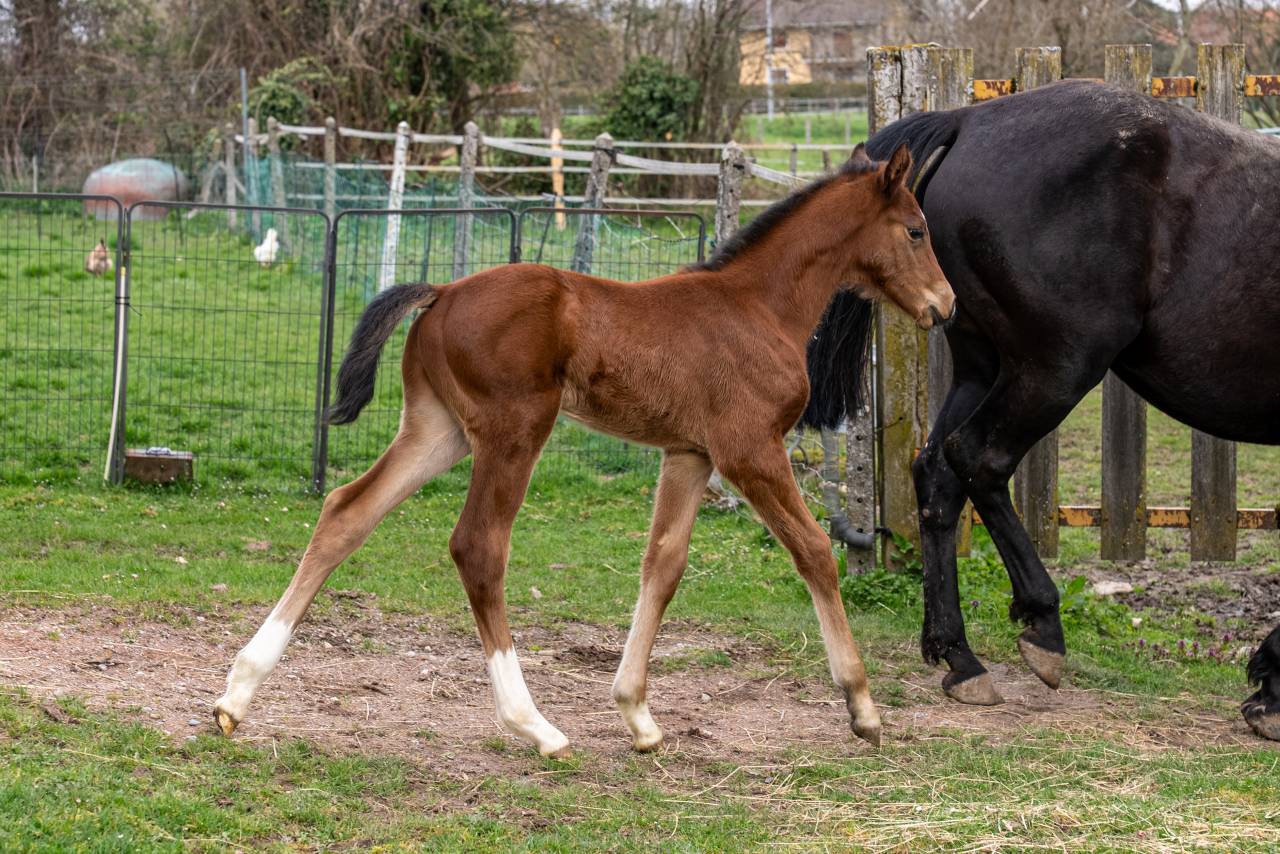Potro Silla Franc&eacute;s En venta 2026 Bayo por Balou du Reventon