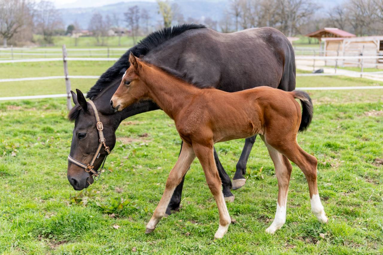 Potro Silla Franc&eacute;s En venta 2026 Bayo por Balou du Reventon