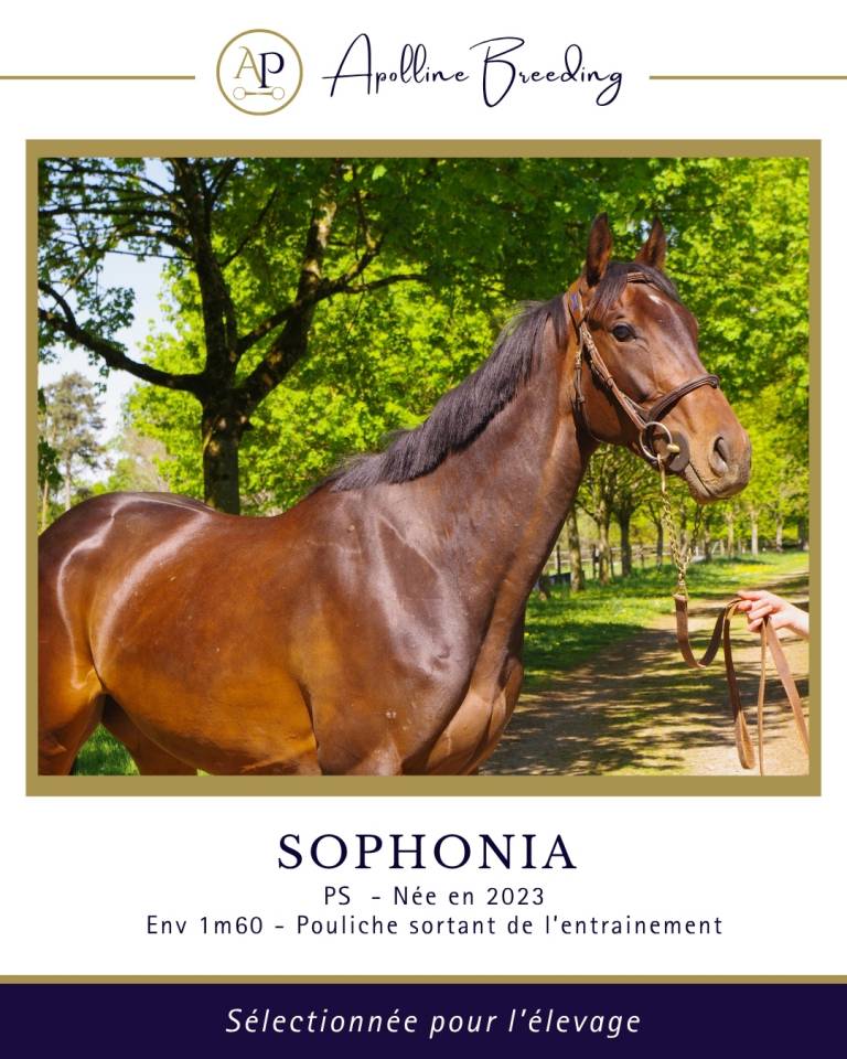 Yegua de ganader&iacute;a Pura Sangre En venta 2023 Bayo por For fun