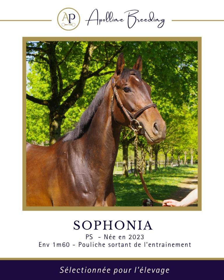 Yegua de ganader&iacute;a Pura Sangre En venta 2023 Bayo por For fun