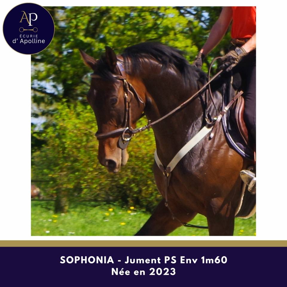 Yegua Pura Sangre En venta 2023 Bayo moreno