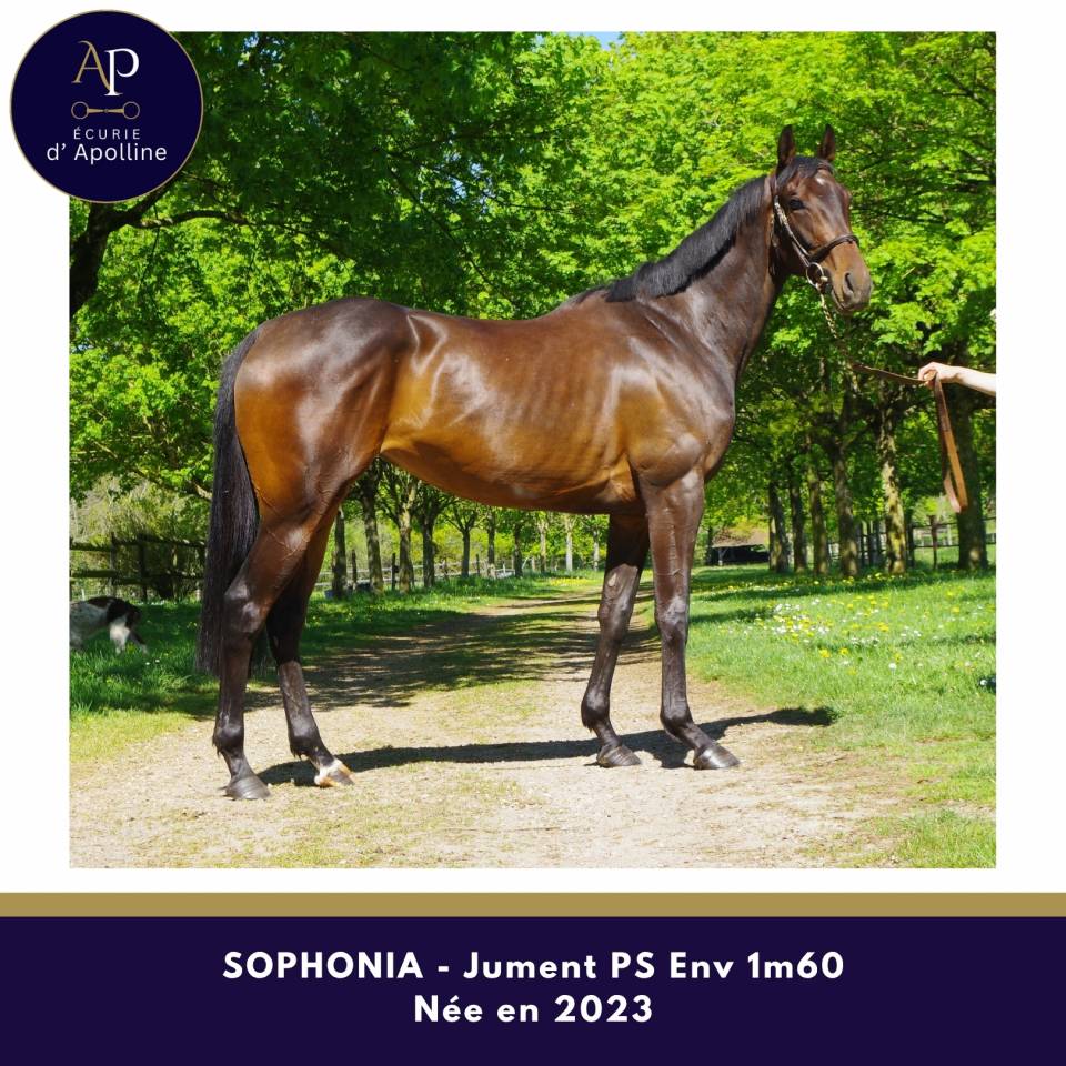 Yegua Pura Sangre En venta 2023 Bayo moreno