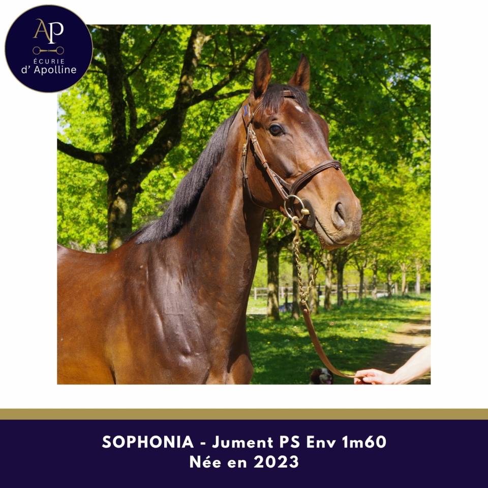 Yegua Pura Sangre En venta 2023 Bayo moreno