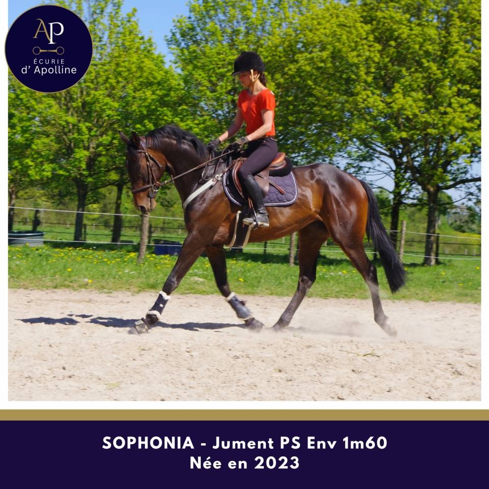 Yegua Pura Sangre En venta 2023 Bayo moreno