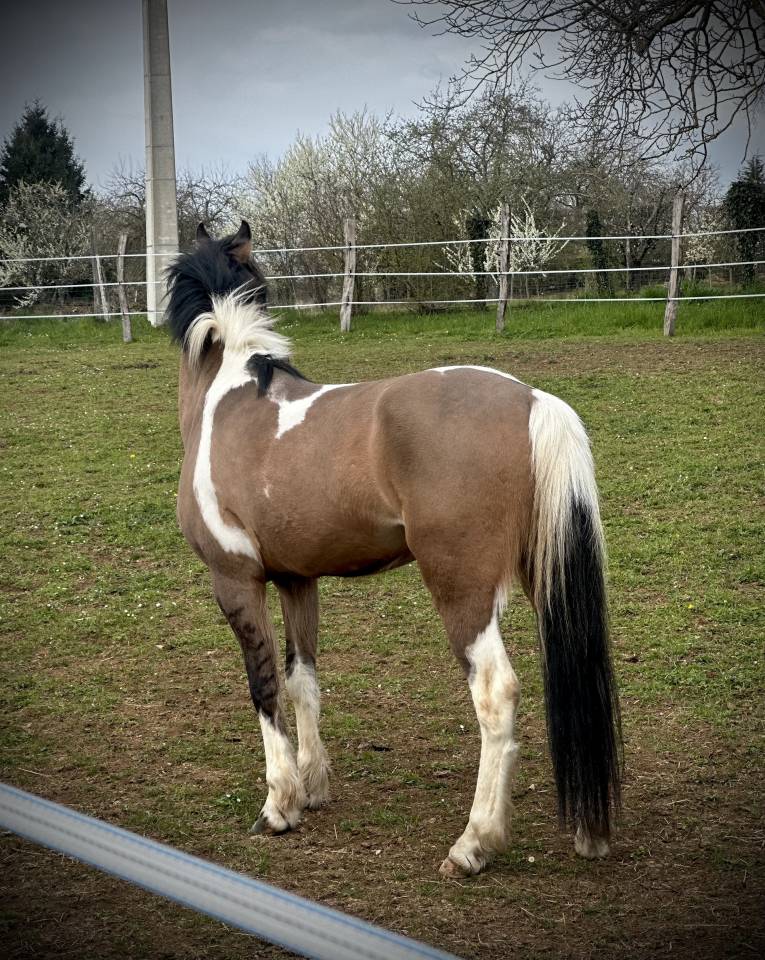Caballo castrado Welsh Part Bred En venta 2023 P&iacute;o