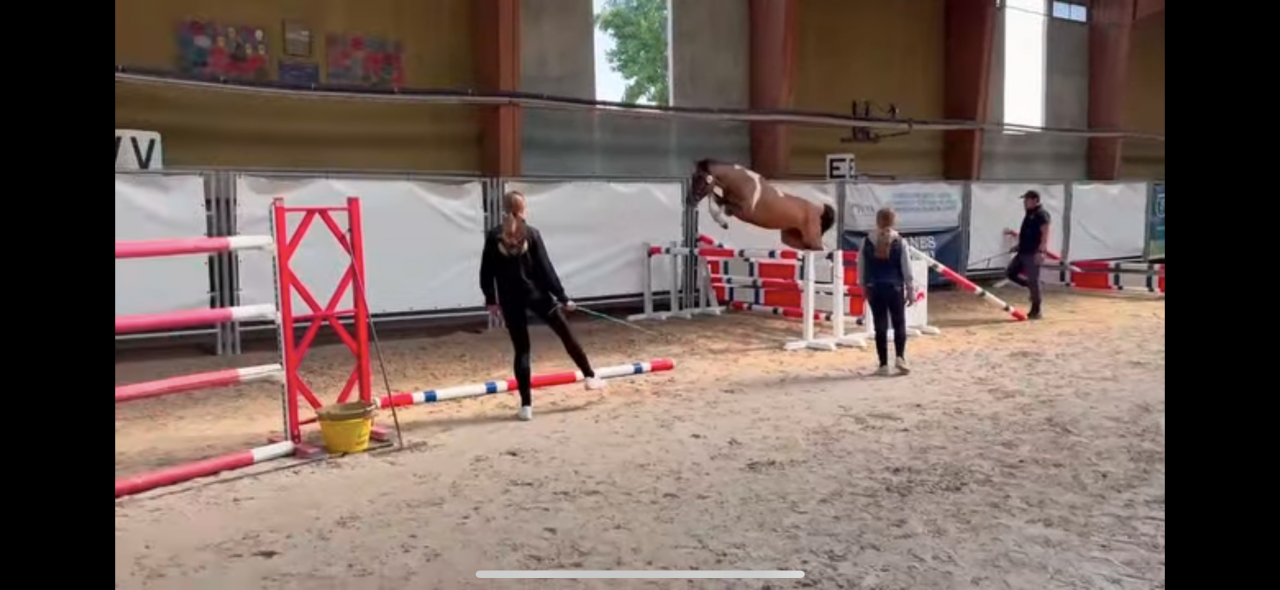 Caballo castrado Welsh Part Bred En venta 2023 P&iacute;o