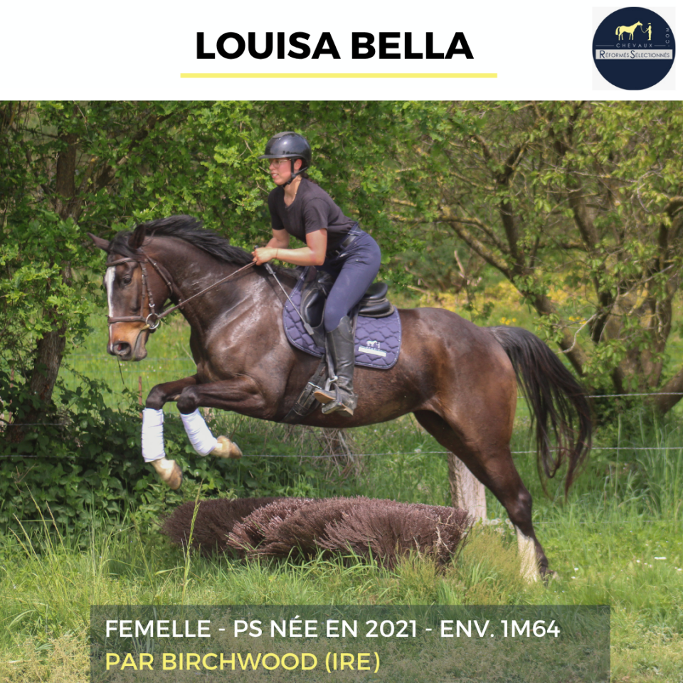 Yegua Pura Sangre En venta 2021 Bayo