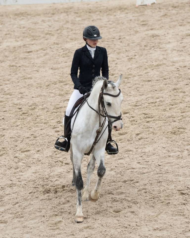 Caballo castrado PFS Poni Fran&ccedil;&eacute;s de Silla En venta 2017 Tordo
