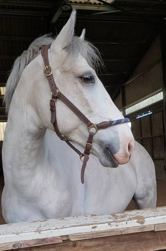 Caballo castrado PFS Poni Fran&ccedil;&eacute;s de Silla En venta 2017 Tordo