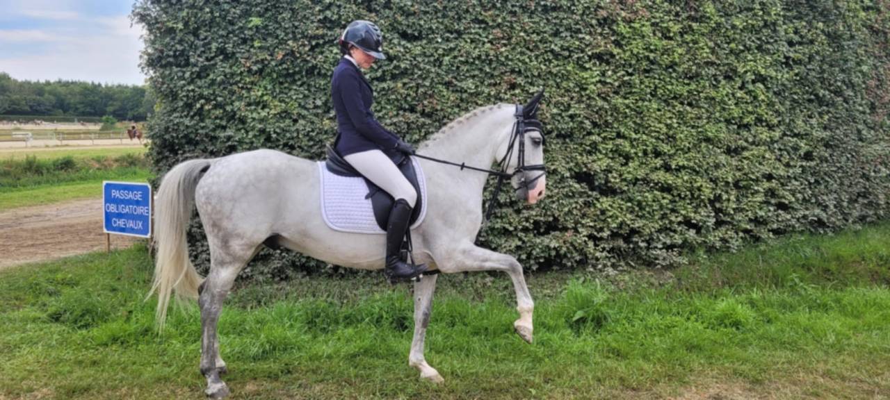 Caballo castrado PFS Poni Fran&ccedil;&eacute;s de Silla En venta 2017 Tordo