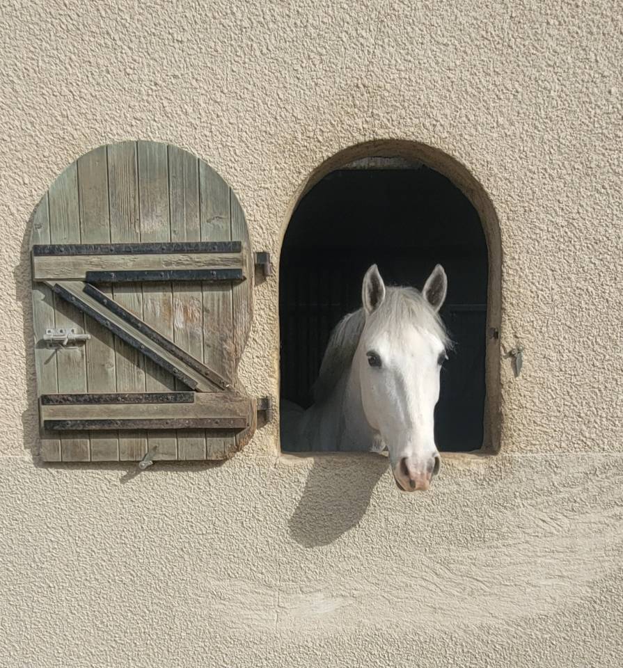 Caballo castrado PFS Poni Fran&ccedil;&eacute;s de Silla En venta 2017 Tordo