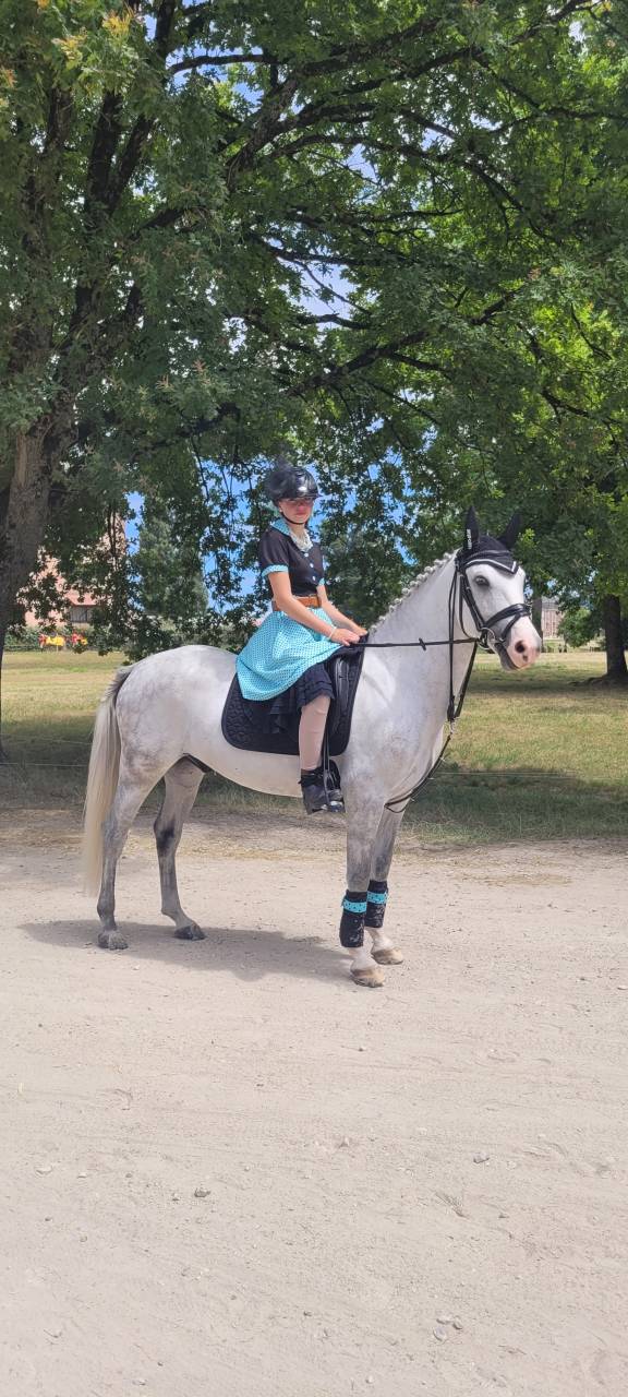 Caballo castrado PFS Poni Fran&ccedil;&eacute;s de Silla En venta 2017 Tordo
