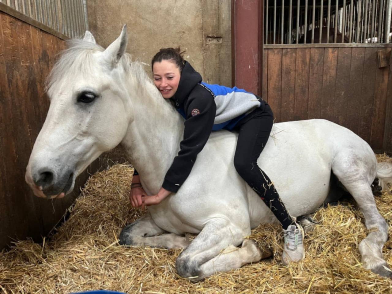Caballo castrado PFS Poni Fran&ccedil;&eacute;s de Silla En venta 2017 Tordo