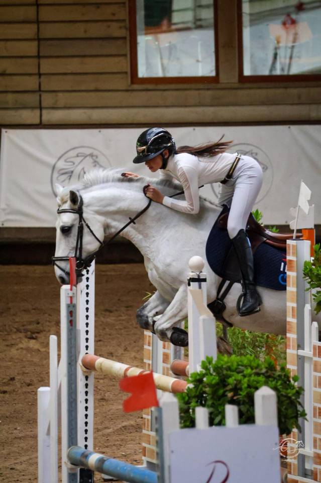Caballo castrado PFS Poni Fran&ccedil;&eacute;s de Silla En venta 2017 Tordo