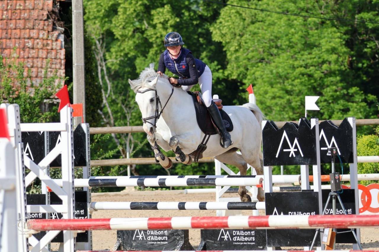 Caballo castrado PFS Poni Fran&ccedil;&eacute;s de Silla En venta 2017 Tordo