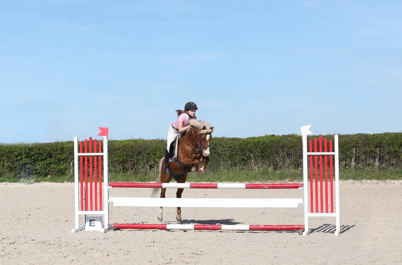 GOLBURY DES BERTAINES - Welsh Poni (Secci&oacute;n B) 2016 por VINCE DIWAN