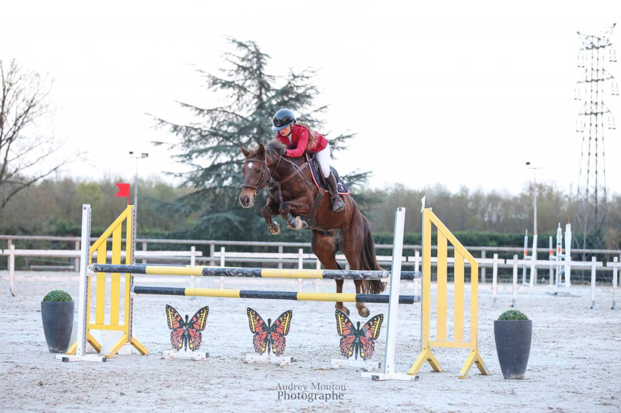 Caballo castrado Origine Constat&eacute;e En venta 2020 Alaz&aacute;n tostado por TORNADO DE L'ETAPE
