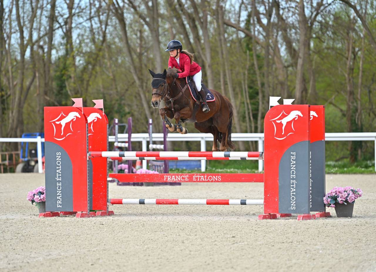 Caballo castrado Origine Constat&eacute;e En venta 2020 Alaz&aacute;n tostado por TORNADO DE L'ETAPE