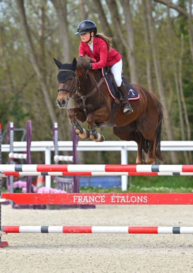 Caballo castrado Origine Constat&eacute;e En venta 2020 Alaz&aacute;n tostado por TORNADO DE L'ETAPE