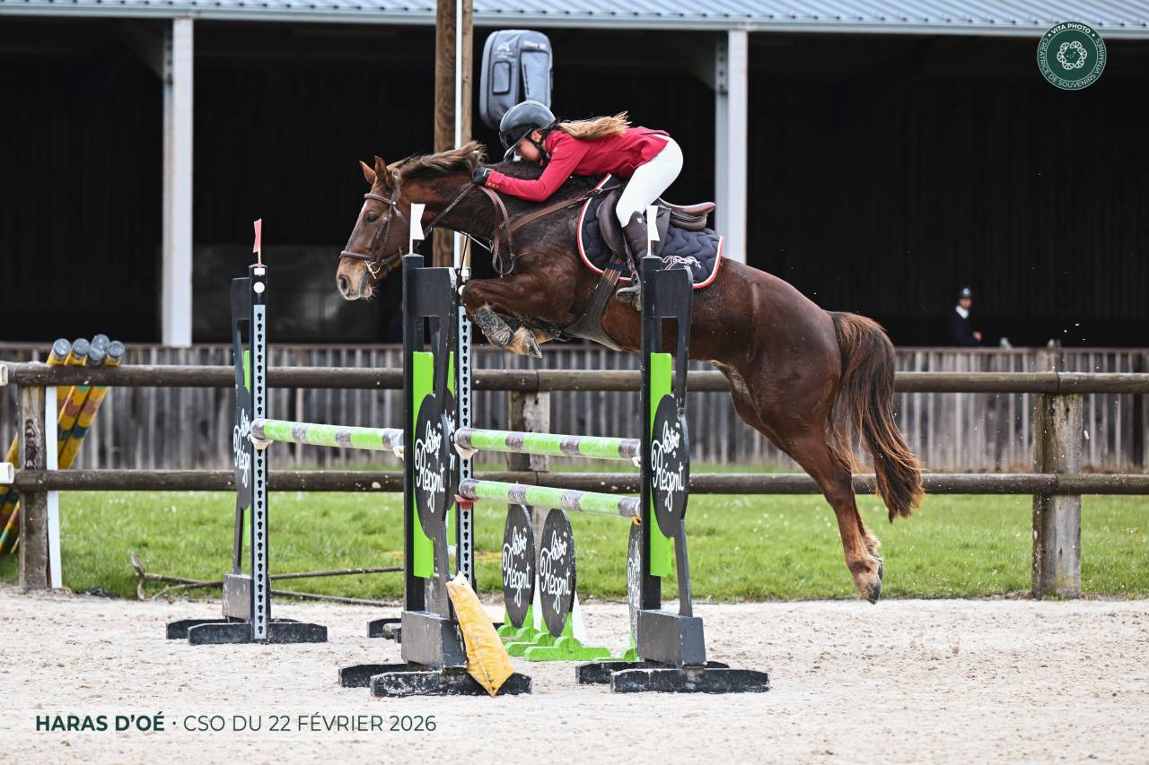 Caballo castrado Origine Constat&eacute;e En venta 2020 Alaz&aacute;n tostado por TORNADO DE L'ETAPE