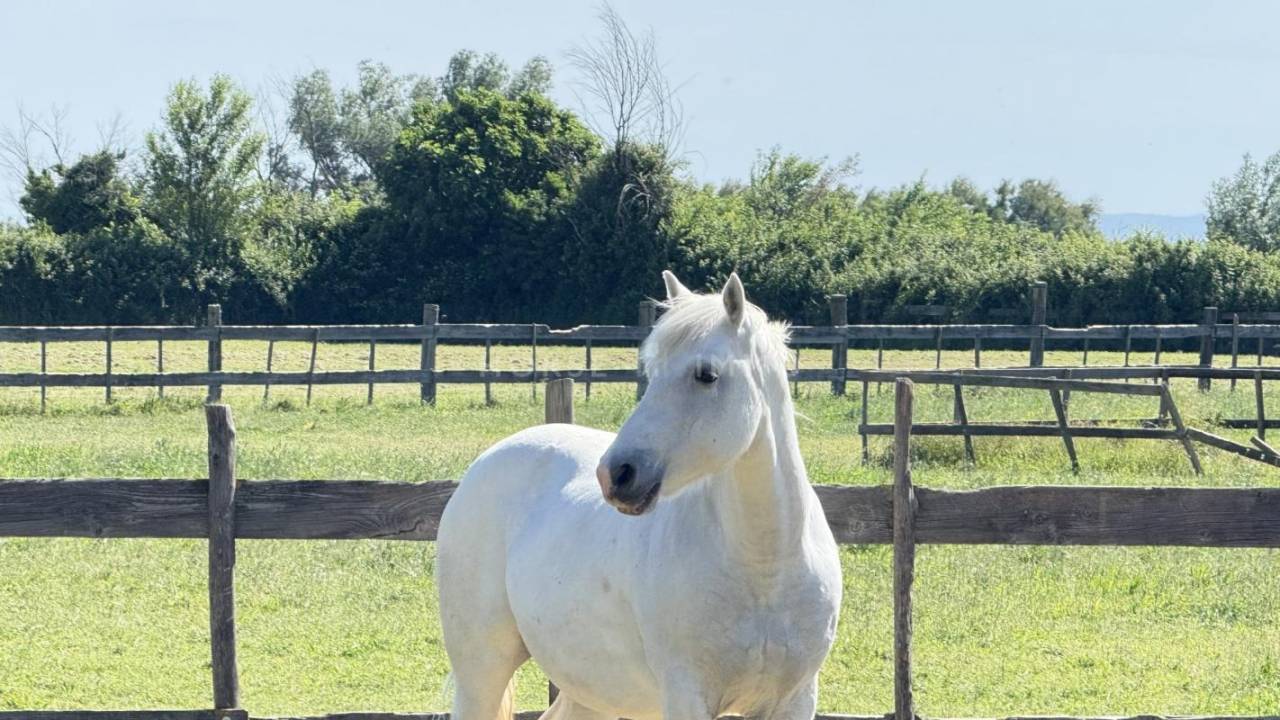 Propiedad ecuestre En venta Bocas del R&oacute;dano