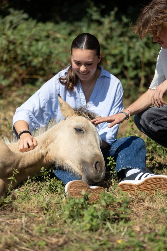 Potranca Welsh Part Bred En venta 2024 Isabelo por goldwyn d'embets
