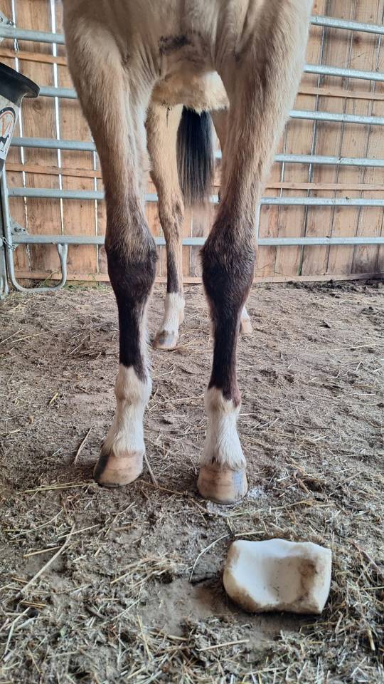 Potranca Welsh Part Bred En venta 2024 Isabelo por goldwyn d'embets