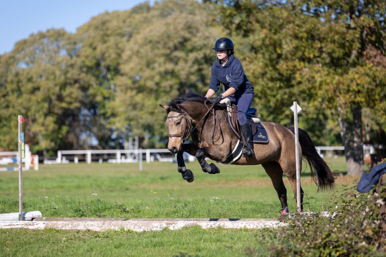 Potranca Welsh Part Bred En venta 2024 Isabelo por goldwyn d'embets