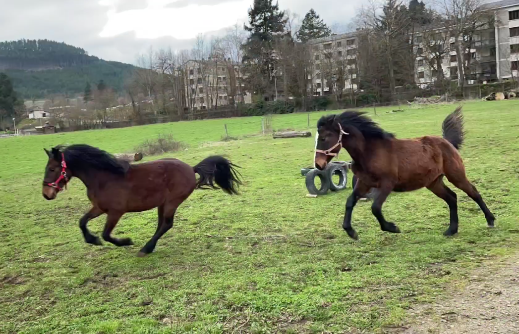 Caballo entero Connemara En venta 2024 Bayo por Ramond la Verchere