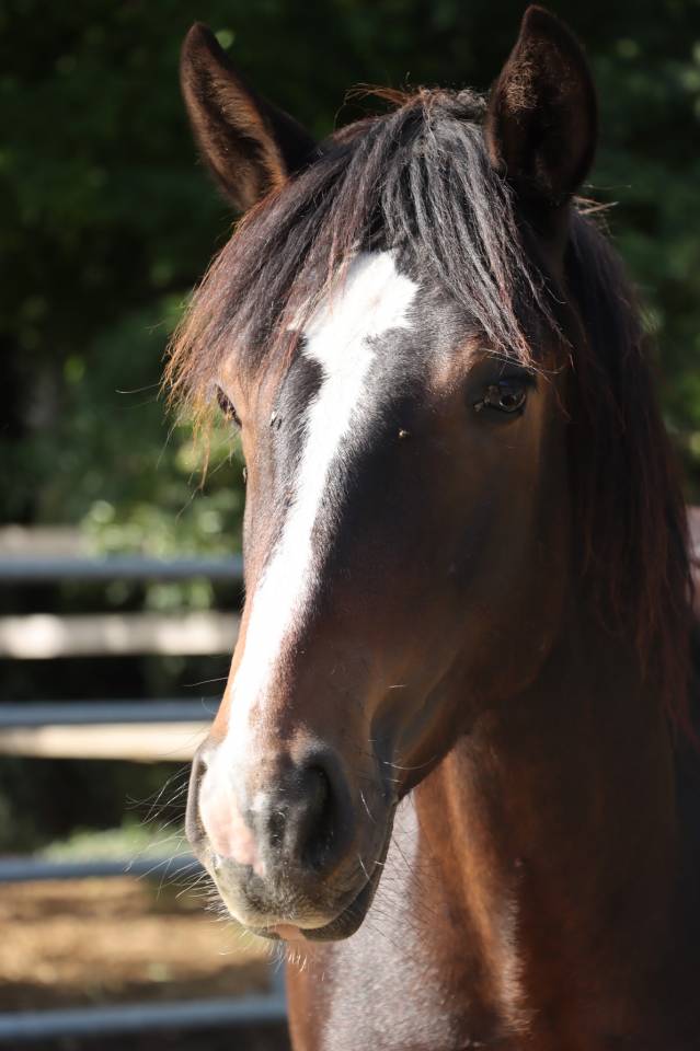 Caballo entero Connemara En venta 2024 Bayo por Ramond la Verchere