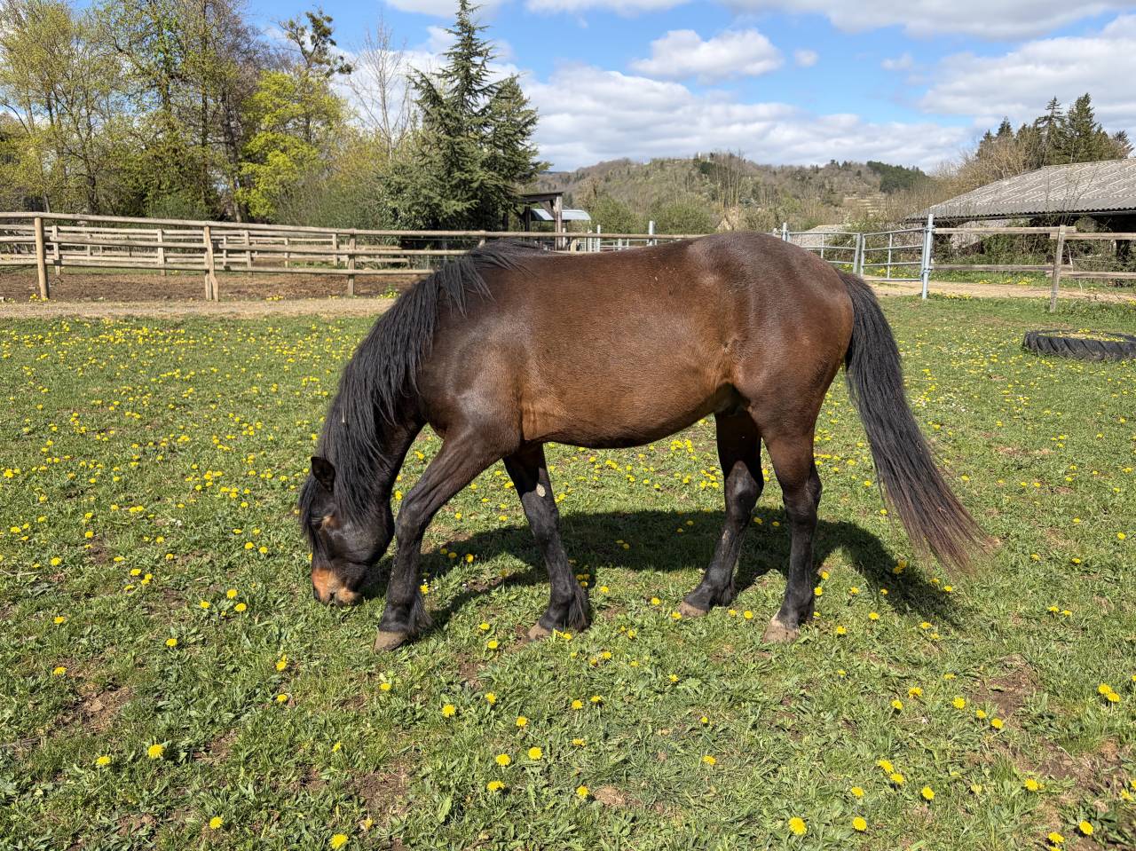 Caballo entero Connemara En venta 2024 Bayo por Ramond la Verchere