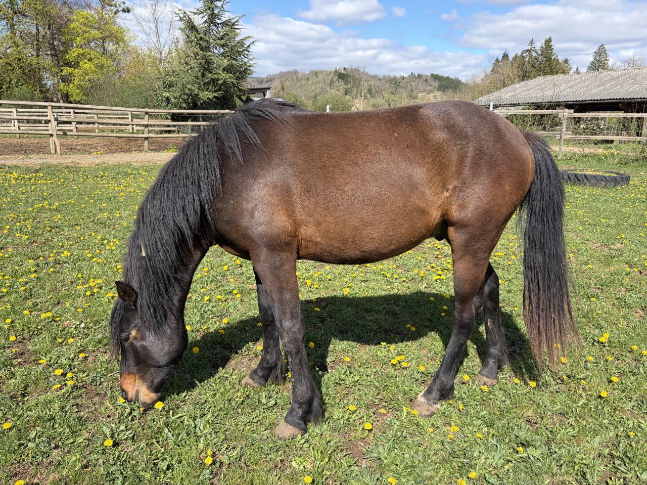 Caballo entero Connemara En venta 2024 Bayo por Ramond la Verchere