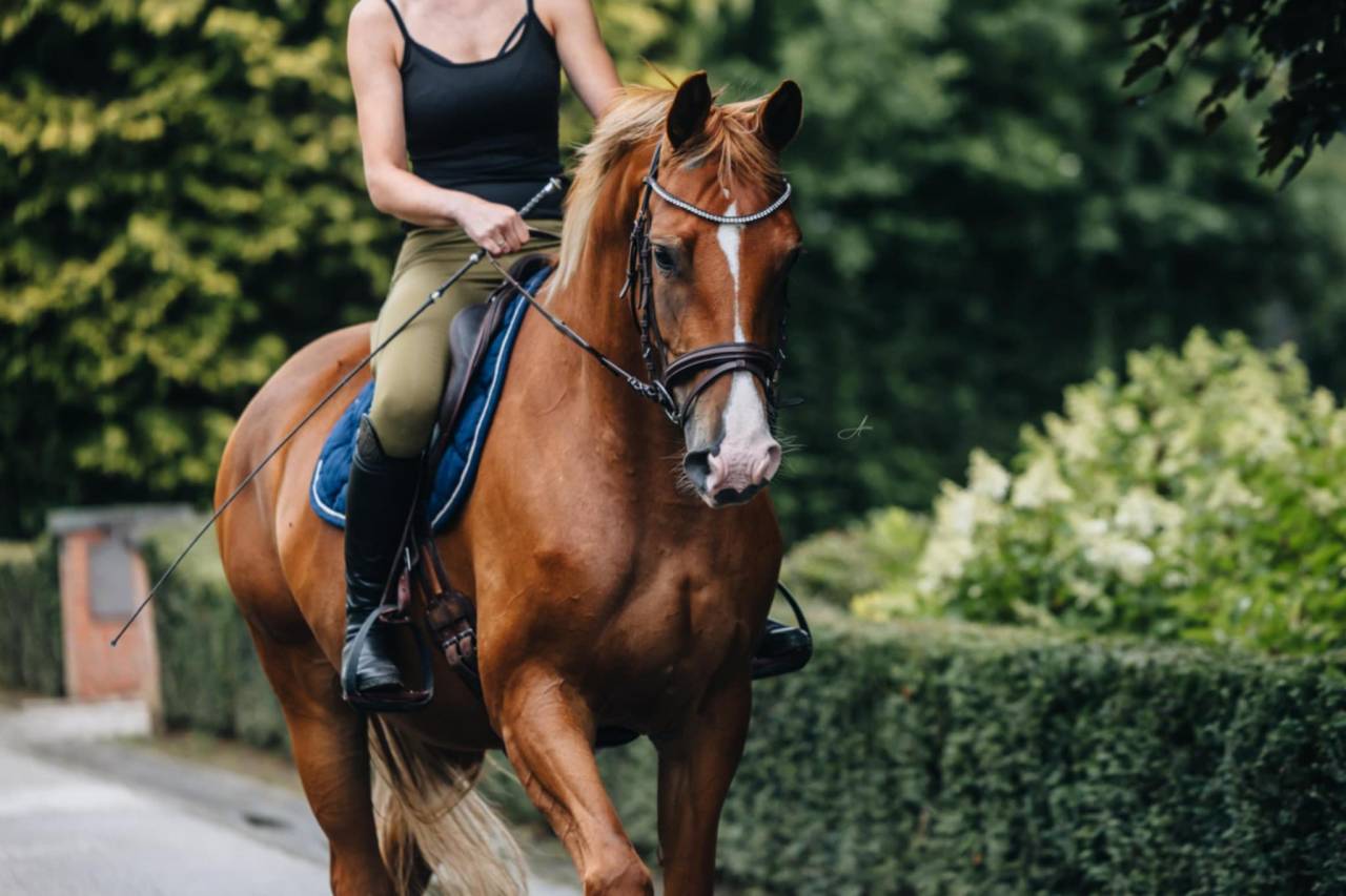 Yegua Oldenburgu&eacute;s En venta 2019 Alaz&aacute;n por MARC CAIN