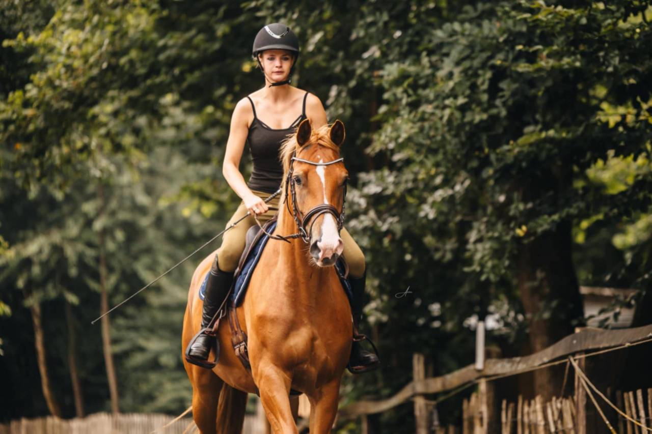 Yegua Oldenburgu&eacute;s En venta 2019 Alaz&aacute;n por MARC CAIN