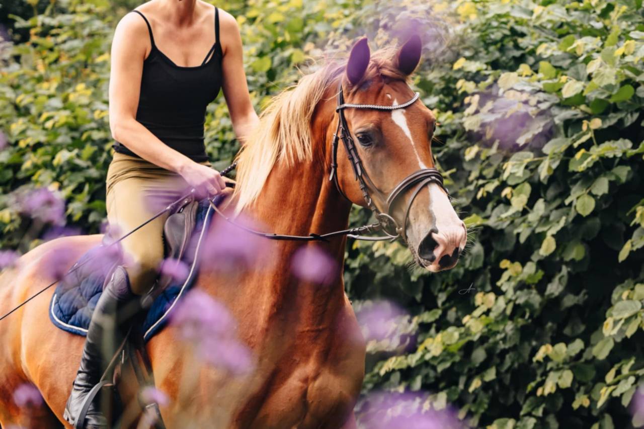 Yegua Oldenburgu&eacute;s En venta 2019 Alaz&aacute;n por MARC CAIN